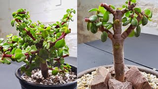 Elephant Bush Bonsai Tree Portulacaria Afra  Repot amp Prune [upl. by Dric]