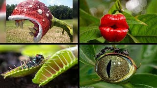 Top 10 Amazing Bizarre Plants in the world  wow [upl. by Bradeord654]