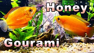 The Sweetest Gourami You Will Meet Honey Gourami Care and Breeding [upl. by Thapa]