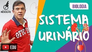 Sistema Urinário Biologia [upl. by Peacock]