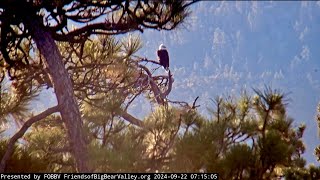 FOBBV Eagles 🦅 Jackie amp Shadow Sing at Roost Tree Slumber Party 🎉 Visit Lookout Snag🌲 2024 Sep 22 [upl. by Paza]