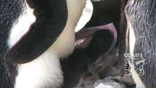 Penguin chick hatching at Living Coasts [upl. by Eulalie635]