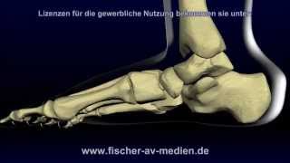 Der Fuß  kurz und bündig  Animation  Anatomie  Foot [upl. by Sheng763]