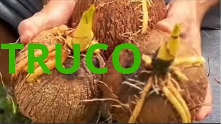 Como germinar un coco seco en casa paso a paso pelado fruta cocodetienda cocosemcasca [upl. by Durham]