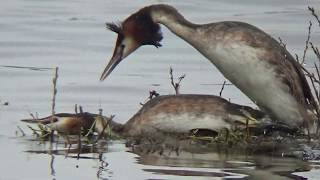 futen balts paring Haubentaucher balzverhalten Paarung great grested grebe mating ritual [upl. by Ahsineb]