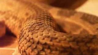 moorish vipermacrovipera mauritanica [upl. by Nagam]