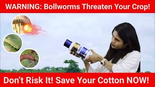 Protect Your Cotton Defend Against Bollworms with Danitol cotton farming agriculture [upl. by Petrie]