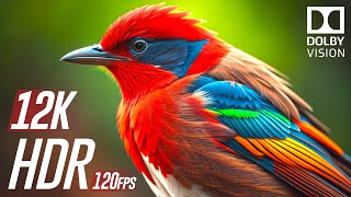 Dolby Vision 12K HDR 120fps  Ultimate Brightness [upl. by Gwenette223]