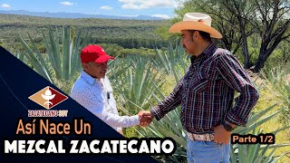 AGAVES OAXAQUEÑOS NOS DARÁN Mezcal Zacatecano [upl. by Enixam622]