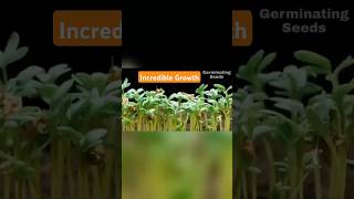 Seeds of Incredible Growth  Time Lapse Shorts [upl. by Rahs]