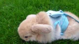 Miniature lop eared bunny  QQ Summer  Day out 1 [upl. by Dam]