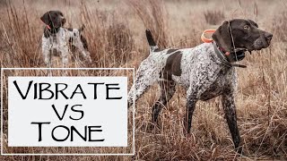 E Collar Conditioning  Vibrate vs Tone  You Ask We Answer Episode 25 Part 2 [upl. by Wylie]