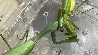 Giant mantis preying on mantis [upl. by Anez129]