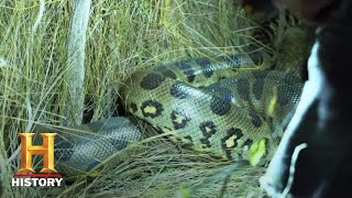 Swamp People Serpent Invasion GIANT ANACONDA HUNT IN EVERGLADES Season 1  History [upl. by Ahsimik115]