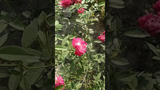 Village Naturevibes trending ytshorts villagelife viralshort shorts flowers pinkrose youtube [upl. by Aienahs]