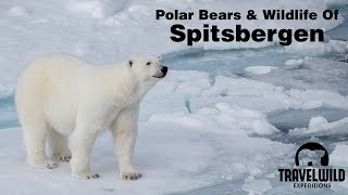 Polar Bears and Wildlife of Spitsbergen Svalbard [upl. by Okiek783]