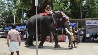 Koodalmanikyam elephants 2013 [upl. by Mahan803]