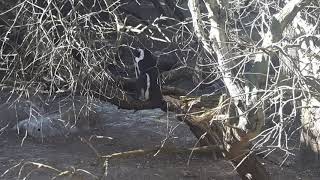 Penguins at Boulders beach [upl. by Atil]