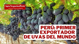 Perú Primer exportador de uvas del mundo [upl. by Raimes]