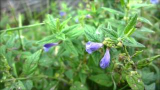 Common Skullcap Scutellaria galericulata var epilobiifolia  20120816 [upl. by Iffar]