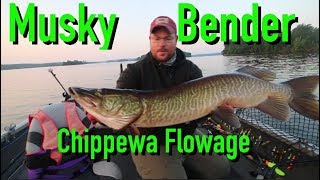 Musky Fishing Bender  Chippewa Flowage  Hayward Wisconsin [upl. by Ynamad]