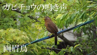 ガビチョウ 鳴き声 [upl. by Anerac]