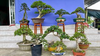 Truyền bonsai 155 0915725306 bán rất nhiều loại bonsai thành phẩm đẹp đủ dáng thế [upl. by Acnaiv]