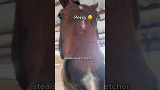 Animals at our Barn and their ✨Problems✨ funny horse shorts trending [upl. by Jerald679]