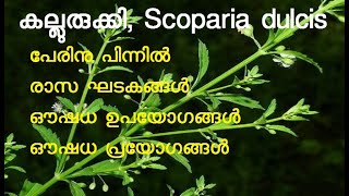 കല്ലുരുക്കി  Scoparia dulcis  sweetbroom  മീനാംഗണി  സന്യാസിപ്പച്ച  ഋഷിഭക്ഷ  മുറികൂട്ടി [upl. by Llessur]