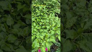 Chilli plant 🌶 plants chilliplants greenery viralshortvideo bolywoodmusic indoorplants [upl. by Bobbye]