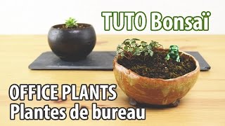 Comment créer une mini plante de bureau 1 [upl. by Martino]