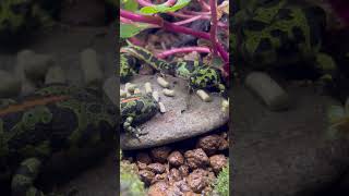 人工餌 レプトミン Triturus marmoratus  Marbled newt マダライモリ shorts shortsvideo shortsfeed [upl. by Hamirak]