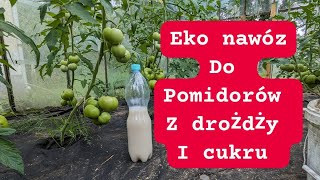 Nawóz z drożdży i cukru do pomidorów 100 eko podwaja plon [upl. by Zumstein863]