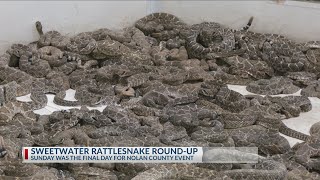 Sweetwater Rattlesnake Roundup A West Texas Tradition [upl. by Olmstead]