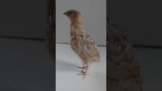 Mutacje przepiórek  PANSY  ROUX hodowla hobby coturnix quail wachtel przepiórki [upl. by Novart]