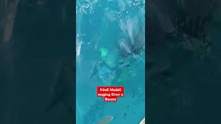 Buhay Diver o Bosero viral fishing catchmorefish fish diver [upl. by Hanikehs]