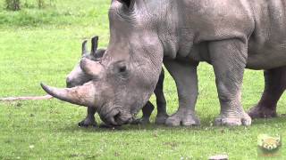 Baby Rhinoceros quotAstridquot at Cotswold Wildlife Park 1st July 2013 [upl. by Dorris25]