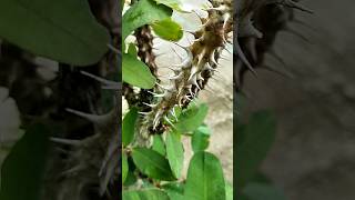 Euphorbia milii the crowns of thorns shortvideos nature [upl. by Heger402]