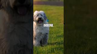 El antiguo pastor ingles  Bobtail perros bobtail pastoringles dogs [upl. by Colene]