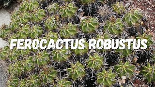 Ferocactus Robustus Um Guia Completo [upl. by Assilram]