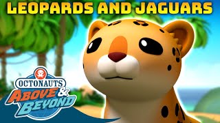 Octonauts Above amp Beyond  🌎 Leopards Jaguars and other Wild Cats 😼  Compilation  Octonauts​ [upl. by Refinne]