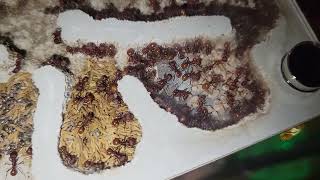 Large Pogonomyrmex occidentalis colony [upl. by Tenahs]