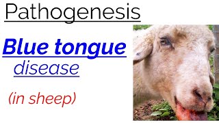 Pathogenesis  BLUE TONGUE  disease  in sheep  fully explained  hindi  english [upl. by Kenti906]