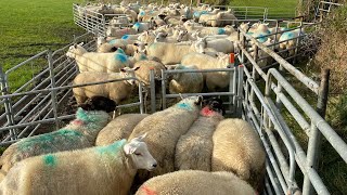 BIG SURPRISE A newborn lamb appears while weighing lambs AMAZING SHEEPDOGS WORKING [upl. by Sanjiv412]