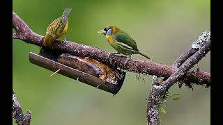 Read headed BarbetEubucco bourcierrii and Silverthroated TanagerTangara icterocephala [upl. by Berkshire]