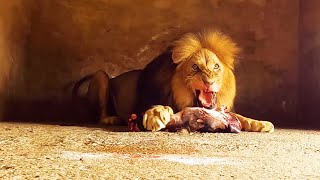 Feeding Day What do Lions Black Leopards and Hyenas eat  The Lion Whisperer [upl. by Anoiuq]