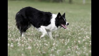 Border collie 7 mois stage sur troupeau de moutons [upl. by Wohlert]