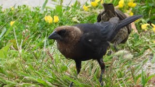 A flock of Brownheaded Cowbirds feeding in a patch of Birdsfoot Trefoil [upl. by Ahsert792]