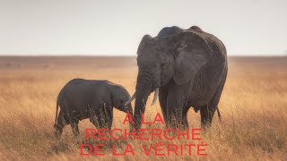 Léléphant dans la pièce décoloniser les esprits avec Françoise Vergès [upl. by Mindi]