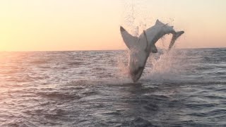 Bitten in Half By Huge Great White Shark in Greece  Vanda Perri [upl. by Greenman]